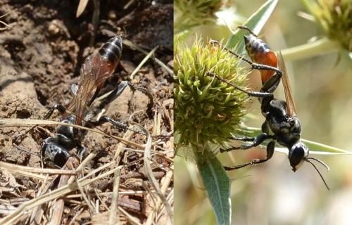 Prionyx lividocinctus